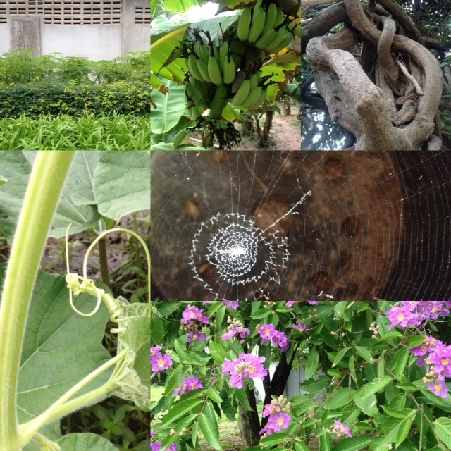 Agrobiodiversity - Image