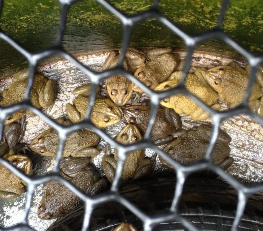 Poverty Reduction - Frog farm